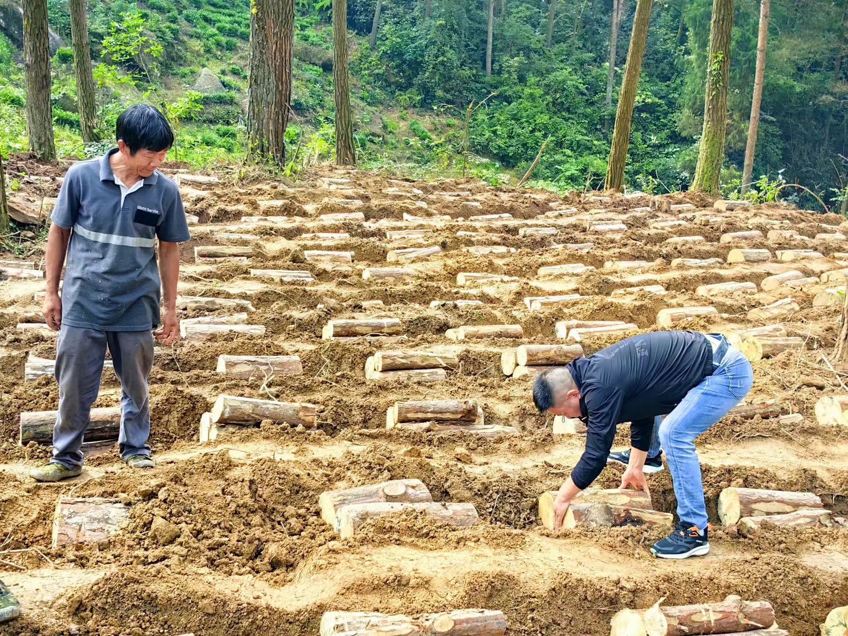 發(fā)展林下產業(yè) 壯大農村新型集體經(jīng)濟